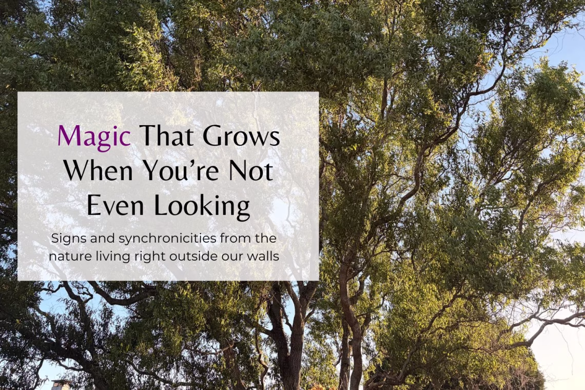 Magic That Grows When You’re Not Even Looking