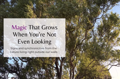 Magic That Grows When You’re Not Even Looking