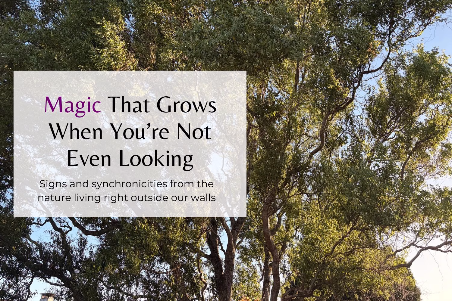 Magic That Grows When You’re Not Even Looking